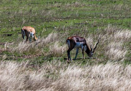 Venado-Springs-Exotics-Whitetail-Deer-Hunting-Hill-Country-Texas-141