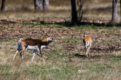 Venado-Springs-Exotics-Whitetail-Deer-Hunting-Hill-Country-Texas-143