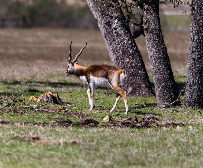 Venado-Springs-Exotics-Whitetail-Deer-Hunting-Hill-Country-Texas-144