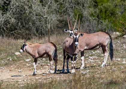 Venado-Springs-Exotics-Whitetail-Deer-Hunting-Hill-Country-Texas-145