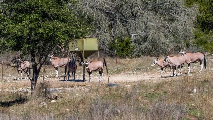 Venado-Springs-Exotics-Whitetail-Deer-Hunting-Hill-Country-Texas-146