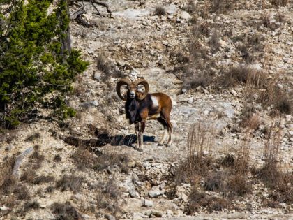 Venado-Springs-Exotics-Whitetail-Deer-Hunting-Hill-Country-Texas-147