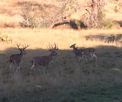 Venado-Springs-Exotics-Whitetail-Deer-Hunting-Hill-Country-Texas-149