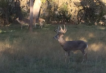 Venado-Springs-Exotics-Whitetail-Deer-Hunting-Hill-Country-Texas-150