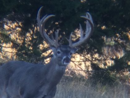 Venado-Springs-Exotics-Whitetail-Deer-Hunting-Hill-Country-Texas-151