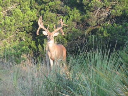 Venado-Springs-Exotics-Whitetail-Deer-Hunting-Hill-Country-Texas-158