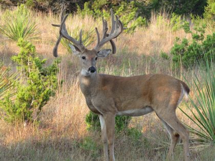 Venado-Springs-Exotics-Whitetail-Deer-Hunting-Hill-Country-Texas-159