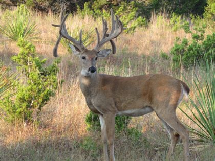 Venado-Springs-Exotics-Whitetail-Deer-Hunting-Hill-Country-Texas-159