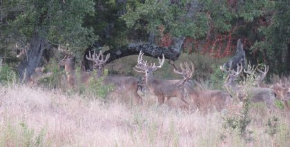 Venado-Springs-Exotics-Whitetail-Deer-Hunting-Hill-Country-Texas-160