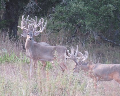 Venado-Springs-Exotics-Whitetail-Deer-Hunting-Hill-Country-Texas-161