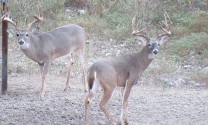 Venado-Springs-Exotics-Whitetail-Deer-Hunting-Hill-Country-Texas-163