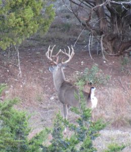 Venado-Springs-Exotics-Whitetail-Deer-Hunting-Hill-Country-Texas-164