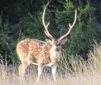 Venado-Springs-Exotics-Whitetail-Deer-Hunting-Hill-Country-Texas-165