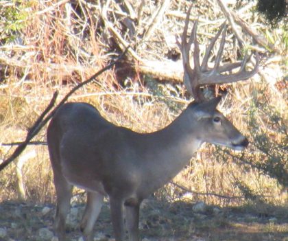 Venado-Springs-Exotics-Whitetail-Deer-Hunting-Hill-Country-Texas-167