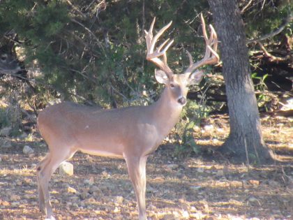 Venado-Springs-Exotics-Whitetail-Deer-Hunting-Hill-Country-Texas-168