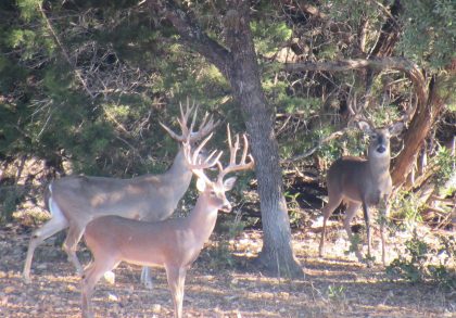 Venado-Springs-Exotics-Whitetail-Deer-Hunting-Hill-Country-Texas-169
