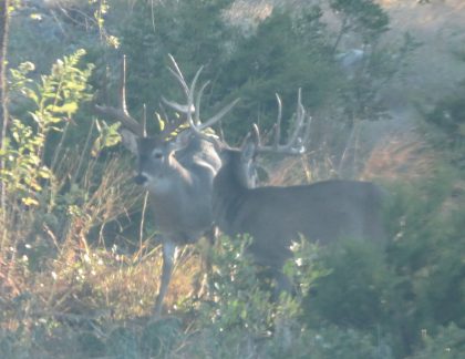 Venado-Springs-Exotics-Whitetail-Deer-Hunting-Hill-Country-Texas-176