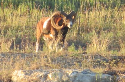 Venado-Springs-Exotics-Whitetail-Deer-Hunting-Hill-Country-Texas-177