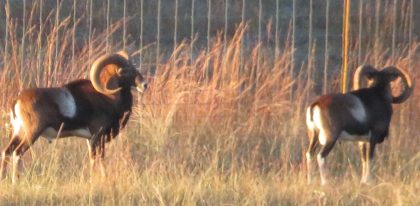 Venado-Springs-Exotics-Whitetail-Deer-Hunting-Hill-Country-Texas-178