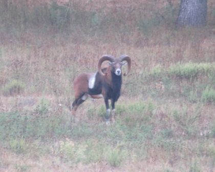 Venado-Springs-Exotics-Whitetail-Deer-Hunting-Hill-Country-Texas-181