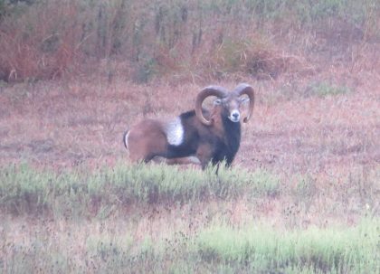 Venado-Springs-Exotics-Whitetail-Deer-Hunting-Hill-Country-Texas-183