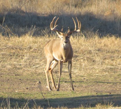 Venado-Springs-Exotics-Whitetail-Deer-Hunting-Hill-Country-Texas-184