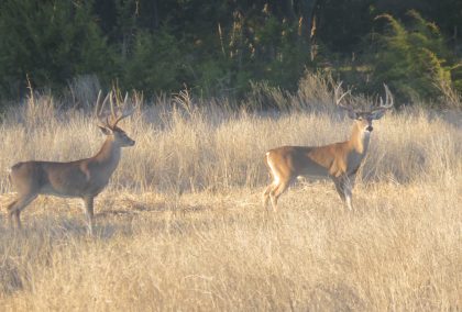 Venado-Springs-Exotics-Whitetail-Deer-Hunting-Hill-Country-Texas-185