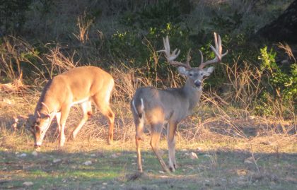 Venado-Springs-Exotics-Whitetail-Deer-Hunting-Hill-Country-Texas-187