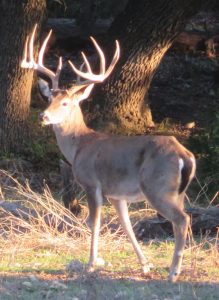 Venado-Springs-Exotics-Whitetail-Deer-Hunting-Hill-Country-Texas-188