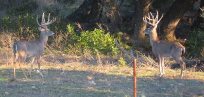 Venado-Springs-Exotics-Whitetail-Deer-Hunting-Hill-Country-Texas-189