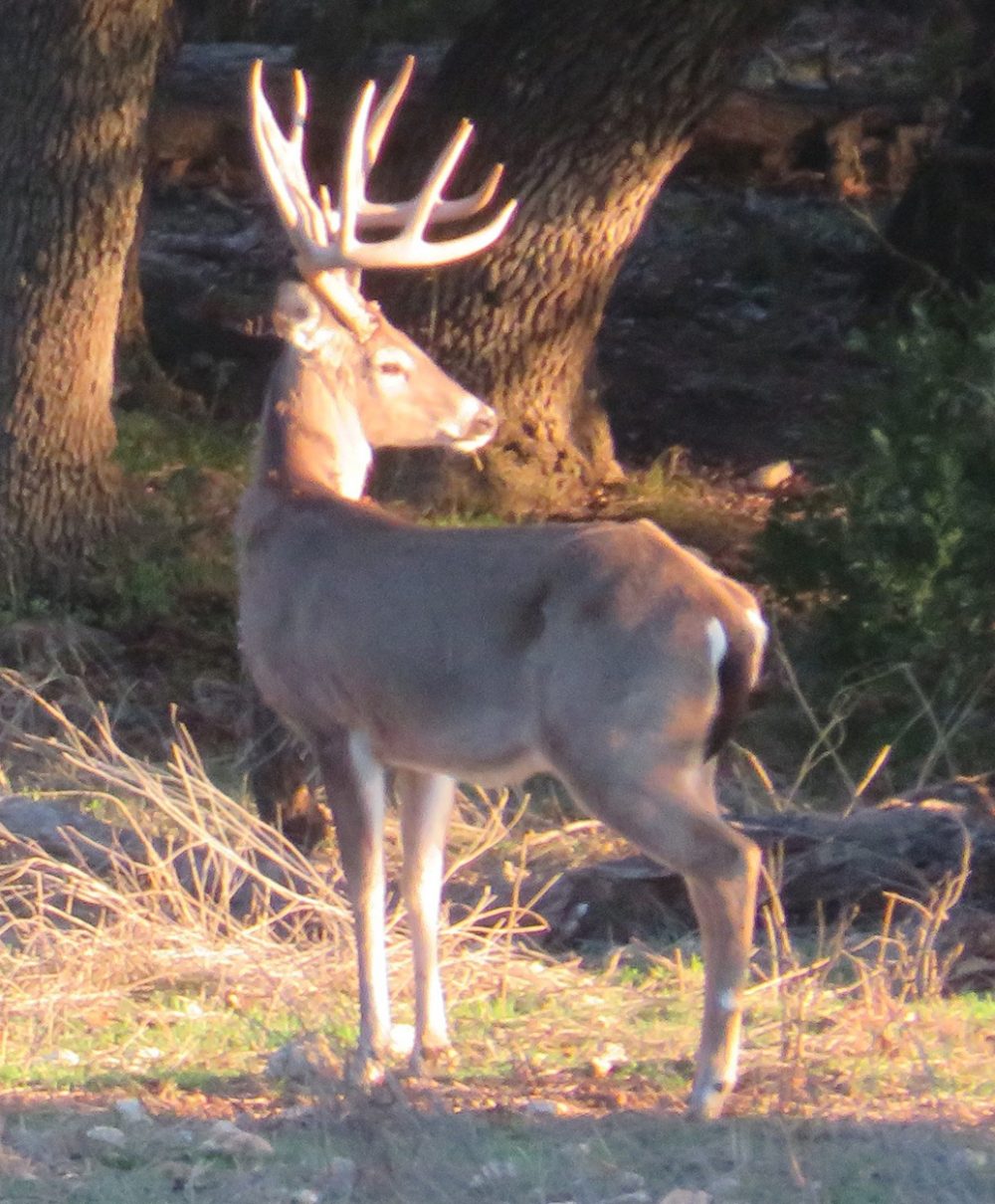 VenadoSpringsExoticsWhitetailDeerHuntingHillCountryTexas191