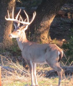 Venado-Springs-Exotics-Whitetail-Deer-Hunting-Hill-Country-Texas-192