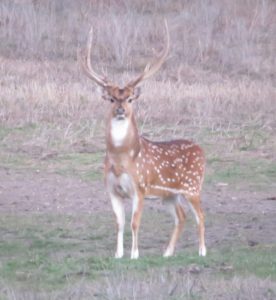 Venado-Springs-Exotics-Whitetail-Deer-Hunting-Hill-Country-Texas-193
