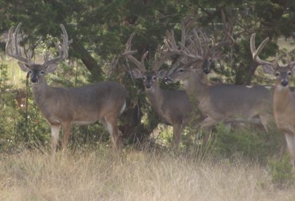 Venado-Springs-Exotics-Whitetail-Deer-Hunting-Hill-Country-Texas-194