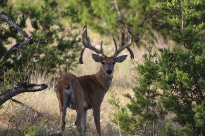 Venado-Springs-Exotics-Whitetail-Deer-Hunting-Hill-Country-Texas-195