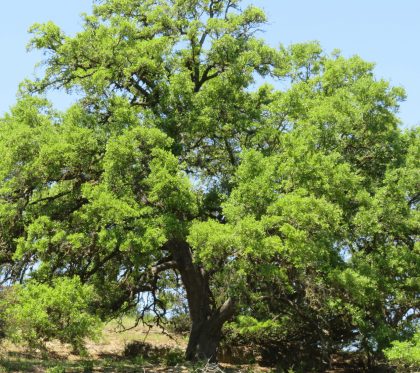 Venado-Springs-Guest-Ranch-and-Hunting-Ranch-Texas-Hill-Country-048