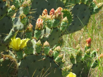 Venado-Springs-Guest-Ranch-and-Hunting-Ranch-Texas-Hill-Country-049