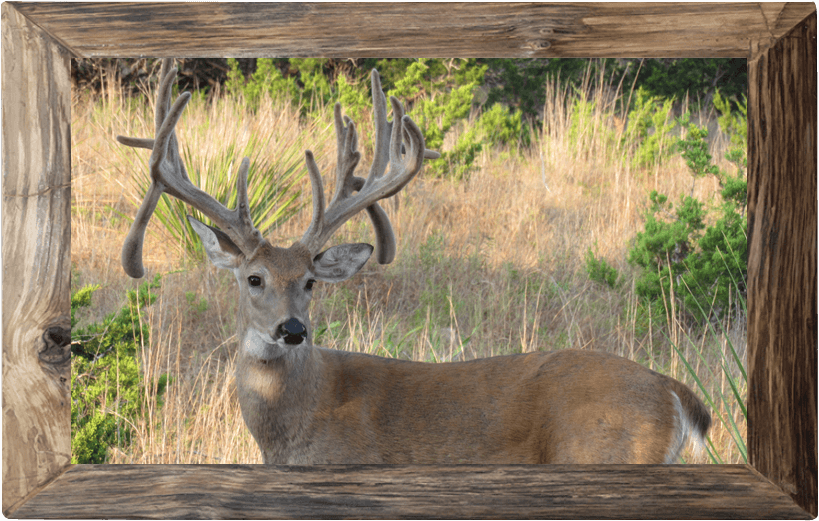 Venado Springs Main Deer Hunting Picture Home