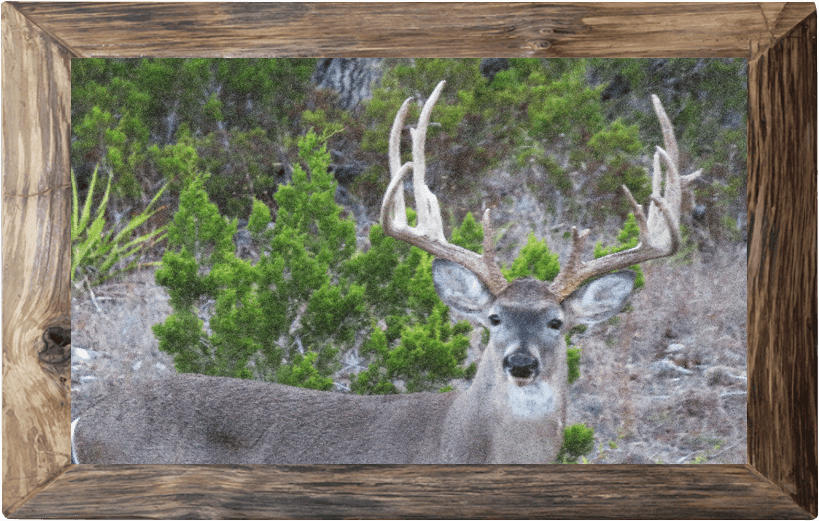 Venado Springs Main Whitetail Deer Hunting Picture Home