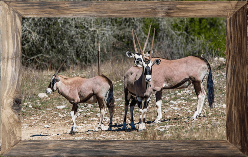 Venado Springs Ranch Texas Exotics Hunting Outfitter