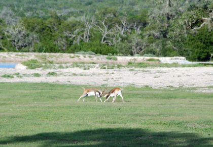 Venado-Springs-Texas-Family-Getaway-Business-Retreat-Hunting-Lodge-Camp-065