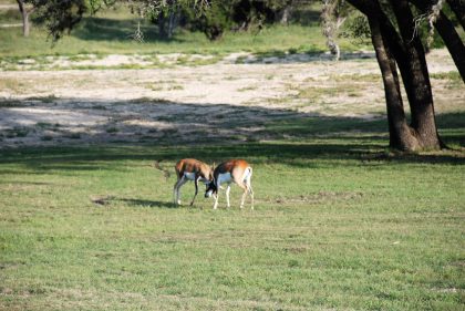 Venado-Springs-Texas-Family-Getaway-Business-Retreat-Hunting-Lodge-Camp-066