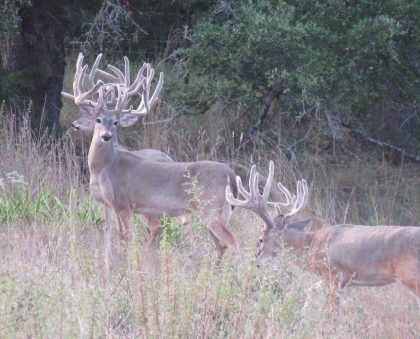 Venado-Springs-Texas-Family-Getaway-Business-Retreat-Hunting-Lodge-Camp-070